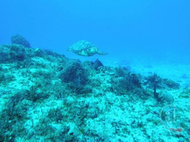 tortuga marina del caribe